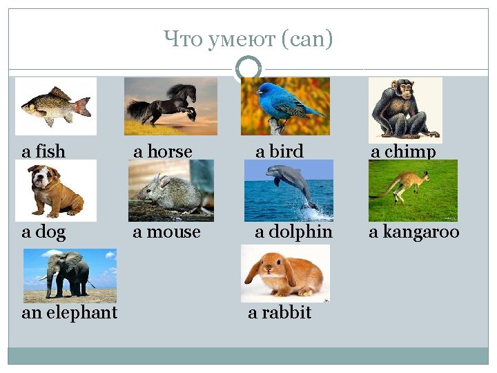Что умеют (can) a fish a horse a bird a chimp a dog a