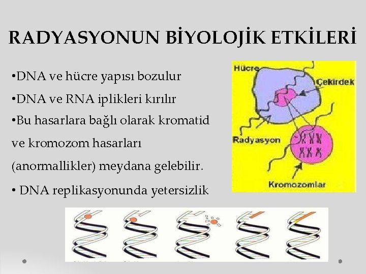 RADYASYONUN BİYOLOJİK ETKİLERİ • DNA ve hücre yapısı bozulur • DNA ve RNA iplikleri RADYASYONUN BİYOLOJİK ETKİLERİ • DNA ve hücre yapısı bozulur • DNA ve RNA iplikleri
