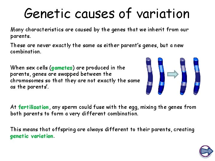 Genetic causes of variation Many characteristics are caused by the genes that we inherit
