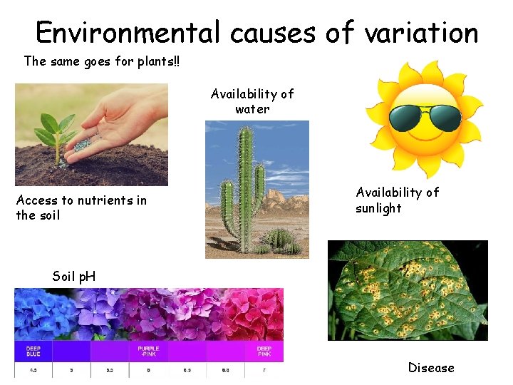 Environmental causes of variation The same goes for plants!! Availability of water Access to