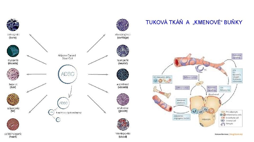 TUKOVÁ TKÁŇ A „KMENOVÉ“ BUŇKY 