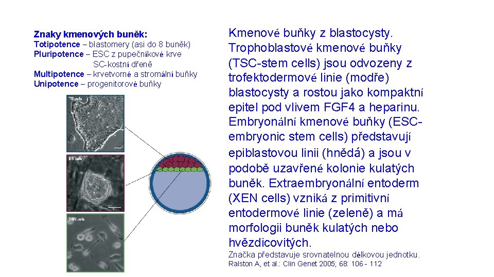Znaky kmenových buněk: Totipotence – blastomery (asi do 8 buněk) Pluripotence – ESC z