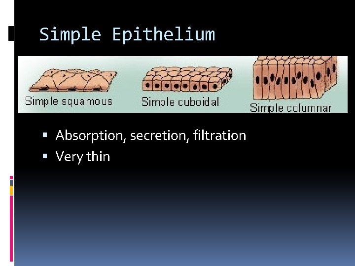 Simple Epithelium Absorption, secretion, filtration Very thin Simple Epithelium Absorption, secretion, filtration Very thin