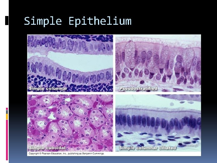 Simple Epithelium Simple Epithelium
