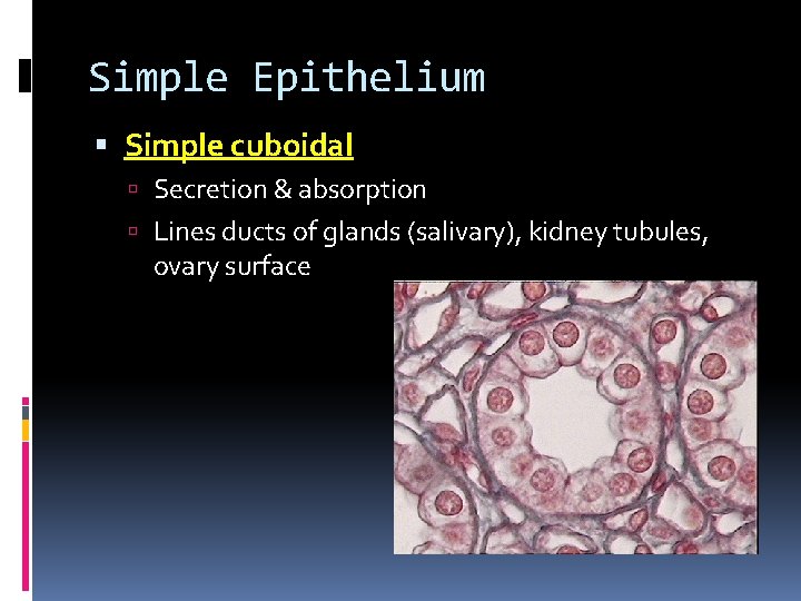 Simple Epithelium Simple cuboidal Secretion & absorption Lines ducts of glands (salivary), kidney tubules, Simple Epithelium Simple cuboidal Secretion & absorption Lines ducts of glands (salivary), kidney tubules,