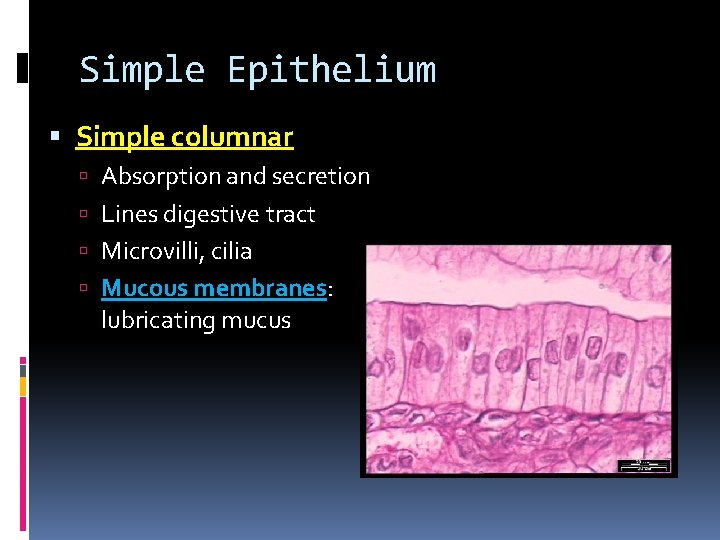 Simple Epithelium Simple columnar Absorption and secretion Lines digestive tract Microvilli, cilia Mucous membranes: Simple Epithelium Simple columnar Absorption and secretion Lines digestive tract Microvilli, cilia Mucous membranes: