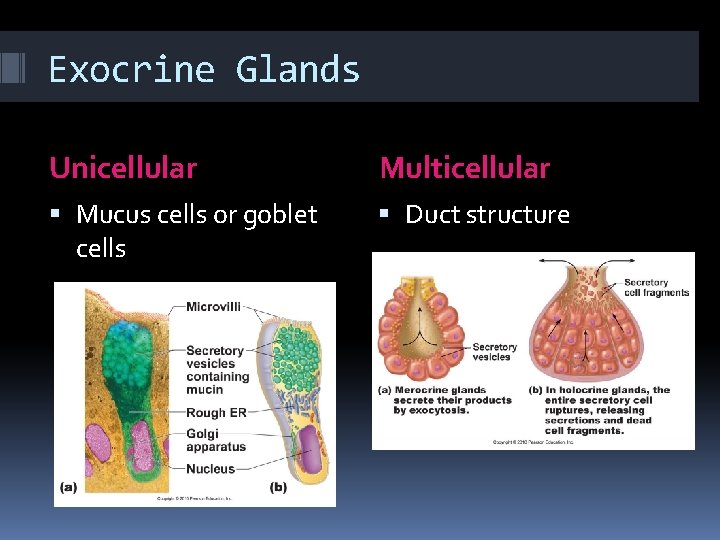 Exocrine Glands Unicellular Multicellular Mucus cells or goblet cells Duct structure Exocrine Glands Unicellular Multicellular Mucus cells or goblet cells Duct structure