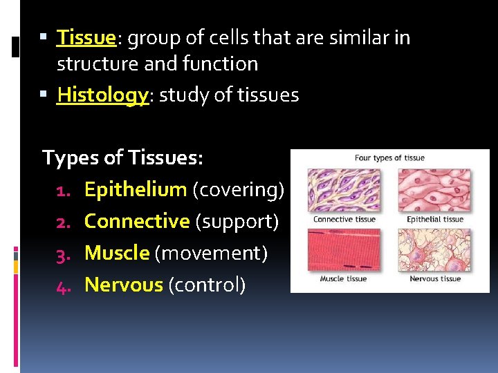 Tissue: group of cells that are similar in structure and function Histology: study Tissue: group of cells that are similar in structure and function Histology: study