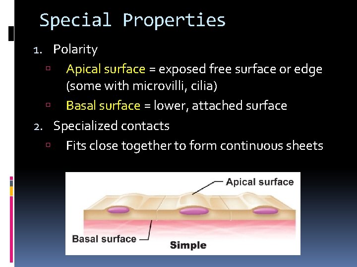Special Properties 1. Polarity Apical surface = exposed free surface or edge (some with Special Properties 1. Polarity Apical surface = exposed free surface or edge (some with