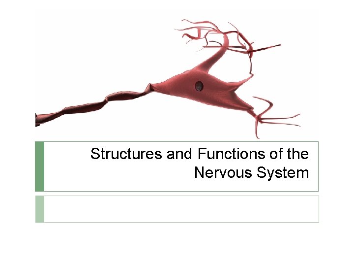 Structures and Functions of the Nervous System 