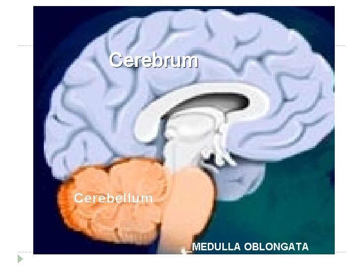 Cerebrum Cerebellum __MEDULLA OBLONGATA 