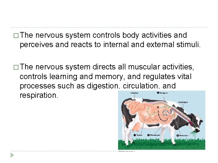 � The nervous system controls body activities and perceives and reacts to internal and