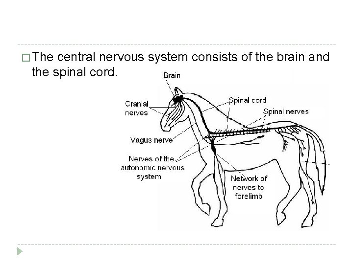 � The central nervous system consists of the brain and the spinal cord. 