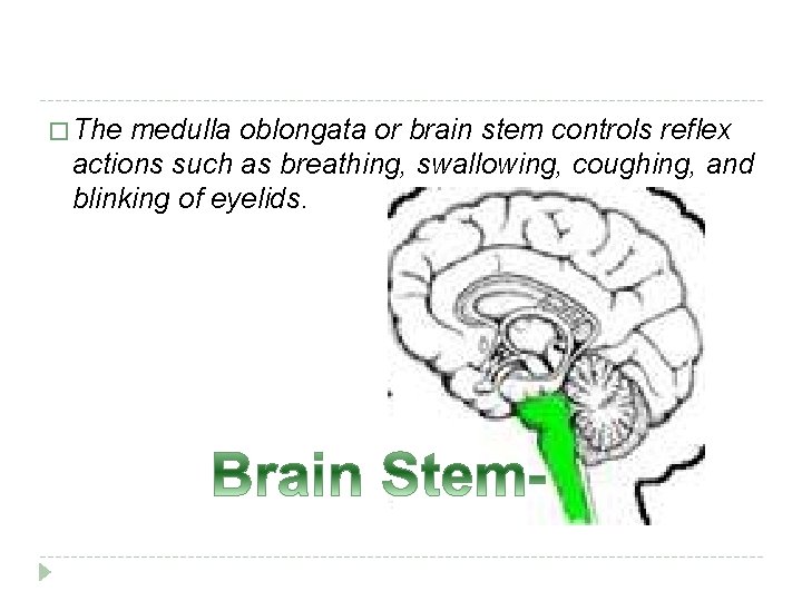 � The medulla oblongata or brain stem controls reflex actions such as breathing, swallowing,