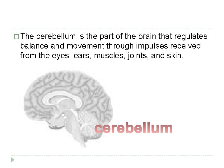� The cerebellum is the part of the brain that regulates balance and movement