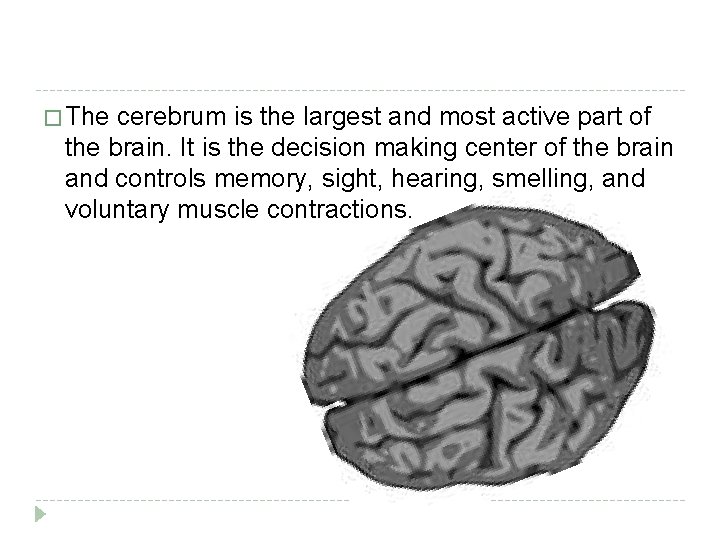 � The cerebrum is the largest and most active part of the brain. It
