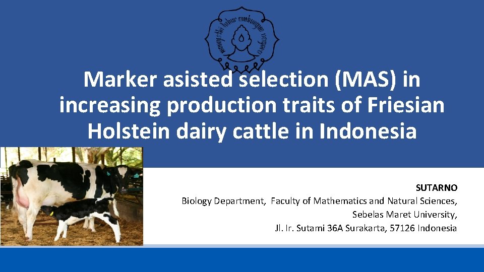 Marker asisted selection (MAS) in increasing production traits of Friesian Holstein dairy cattle in