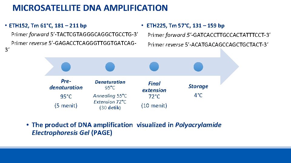 MICROSATELLITE DNA AMPLIFICATION • ETH 225, Tm 57°C, 131 – 159 bp • ETH