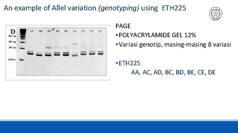 An example of Allel variation (genotyping) using ETH 225 PAGE • POLYACRYLAMIDE GEL 12%