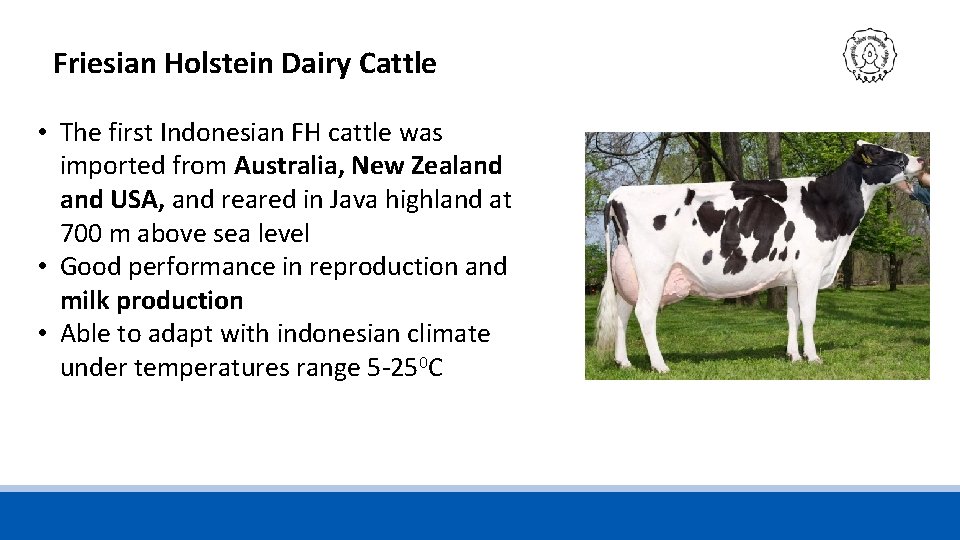 Friesian Holstein Dairy Cattle • The first Indonesian FH cattle was imported from Australia,