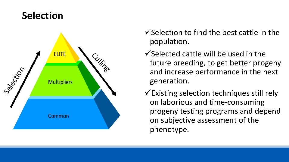 Selection n tio lec Se g llin Cu üSelection to find the best cattle