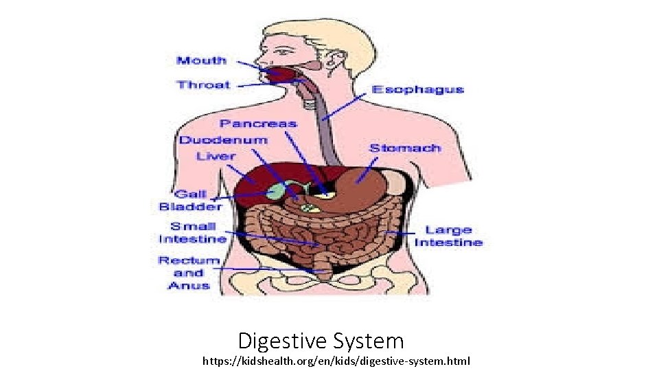 Digestive System https: //kidshealth. org/en/kids/digestive-system. html 
