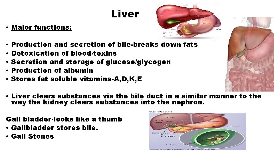 Liver • Major functions: • • • Production and secretion of bile-breaks down fats