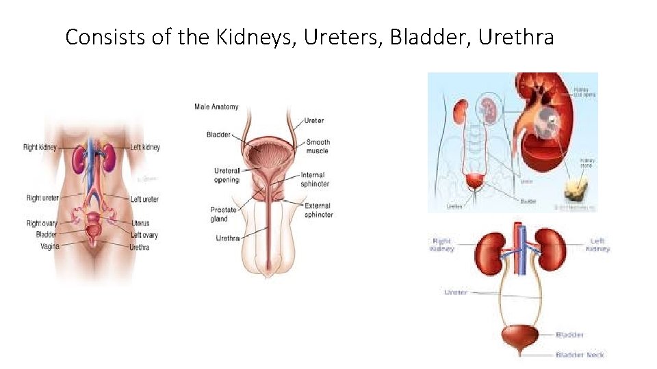 Consists of the Kidneys, Ureters, Bladder, Urethra 