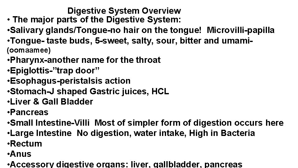 Digestive System Overview • The major parts of the Digestive System: • Salivary glands/Tongue-no