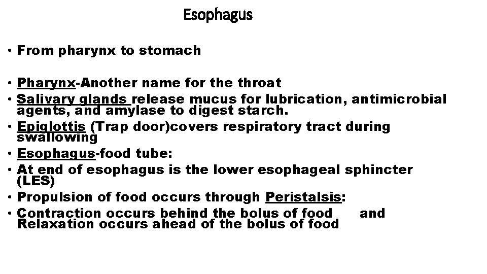 Esophagus • From pharynx to stomach • Pharynx-Another name for the throat • Salivary