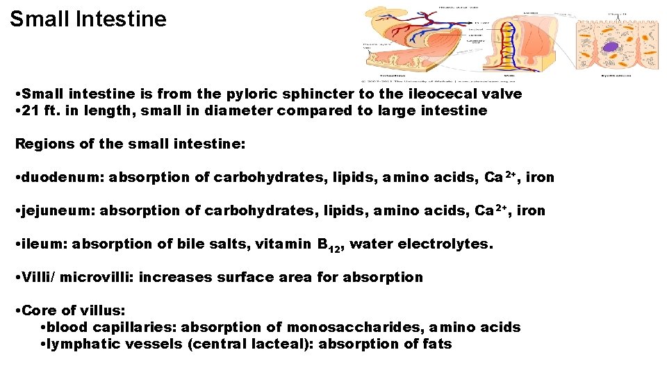 Small Intestine • Small intestine is from the pyloric sphincter to the ileocecal valve