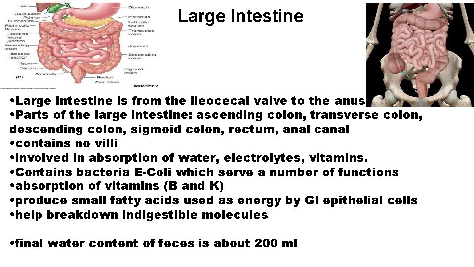 Large Intestine • Large intestine is from the ileocecal valve to the anus •