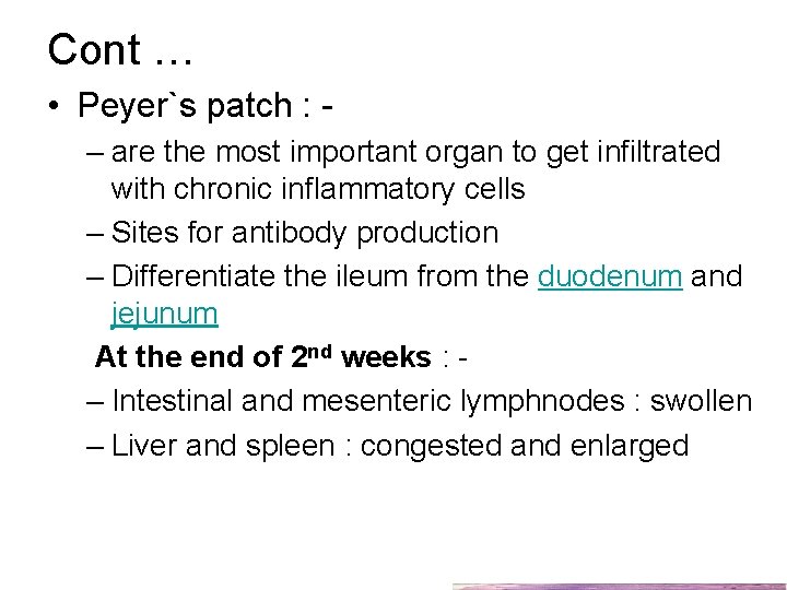 Cont … • Peyer`s patch : – are the most important organ to get