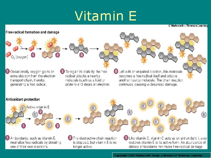 Vitamin E Copyright 2005 Wadsworth Group, a division of Thomson Learning 