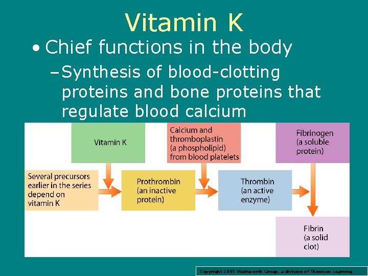 Vitamin K • Chief functions in the body – Synthesis of blood-clotting proteins and