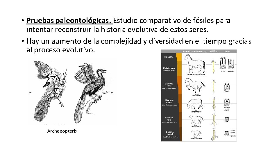  • Pruebas paleontológicas. Estudio comparativo de fósiles para intentar reconstruir la historia evolutiva