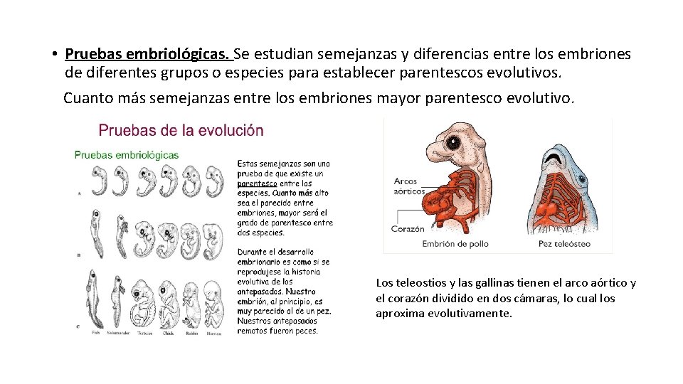  • Pruebas embriológicas. Se estudian semejanzas y diferencias entre los embriones de diferentes