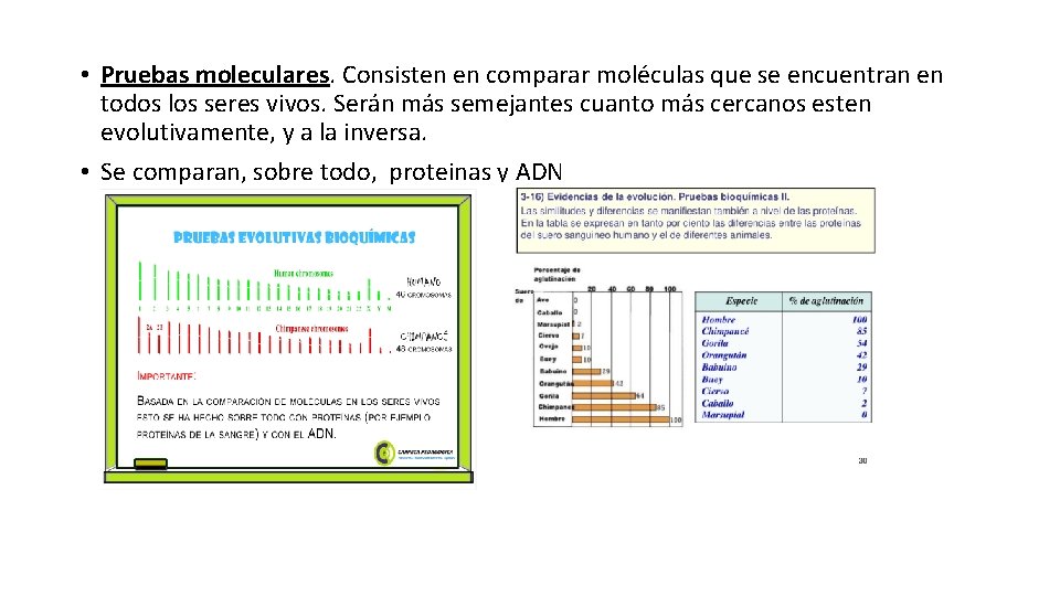  • Pruebas moleculares. Consisten en comparar moléculas que se encuentran en todos los