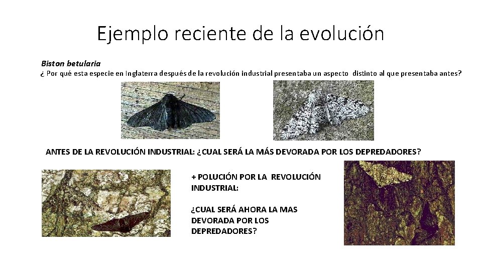 Ejemplo reciente de la evolución Biston betularia ¿ Por qué esta especie en Inglaterra