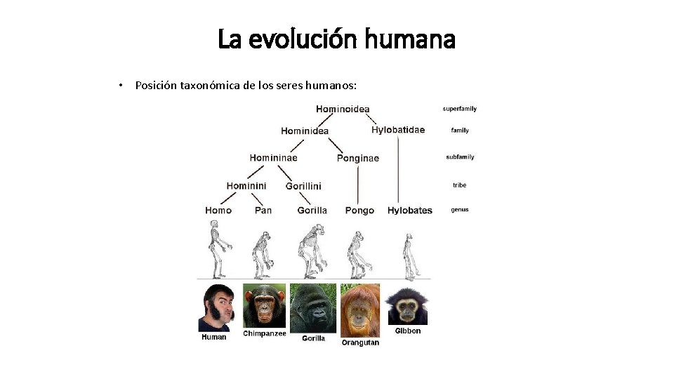 La evolución humana • Posición taxonómica de los seres humanos: 