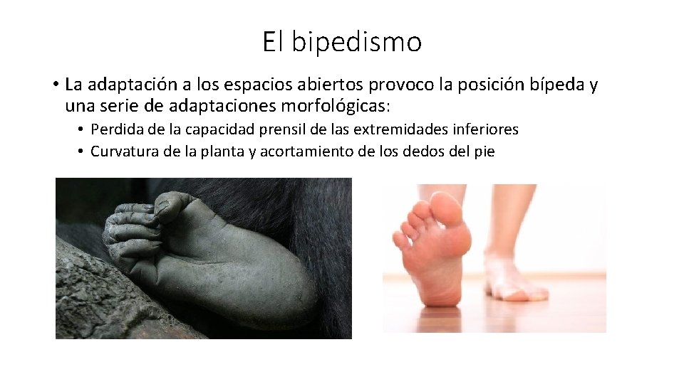 El bipedismo • La adaptación a los espacios abiertos provoco la posición bípeda y