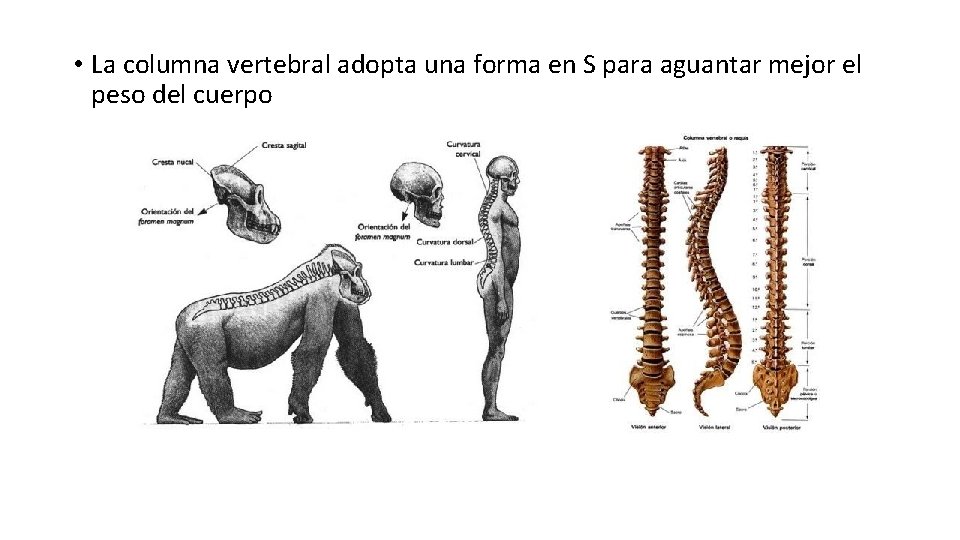  • La columna vertebral adopta una forma en S para aguantar mejor el