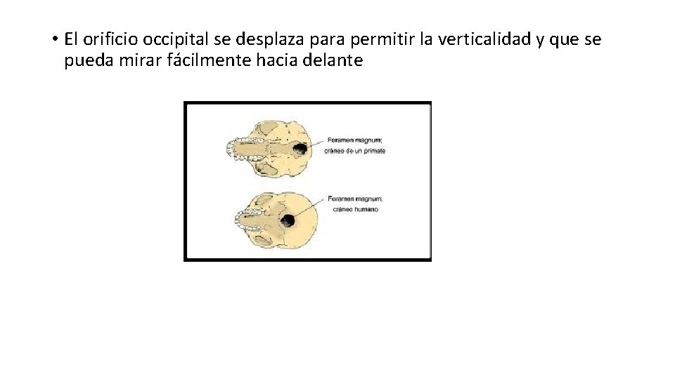  • El orificio occipital se desplaza para permitir la verticalidad y que se