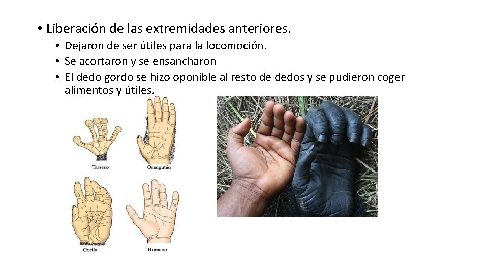  • Liberación de las extremidades anteriores. • Dejaron de ser útiles para la