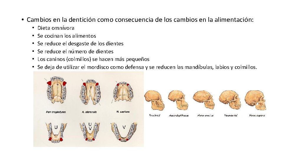  • Cambios en la dentición como consecuencia de los cambios en la alimentación: