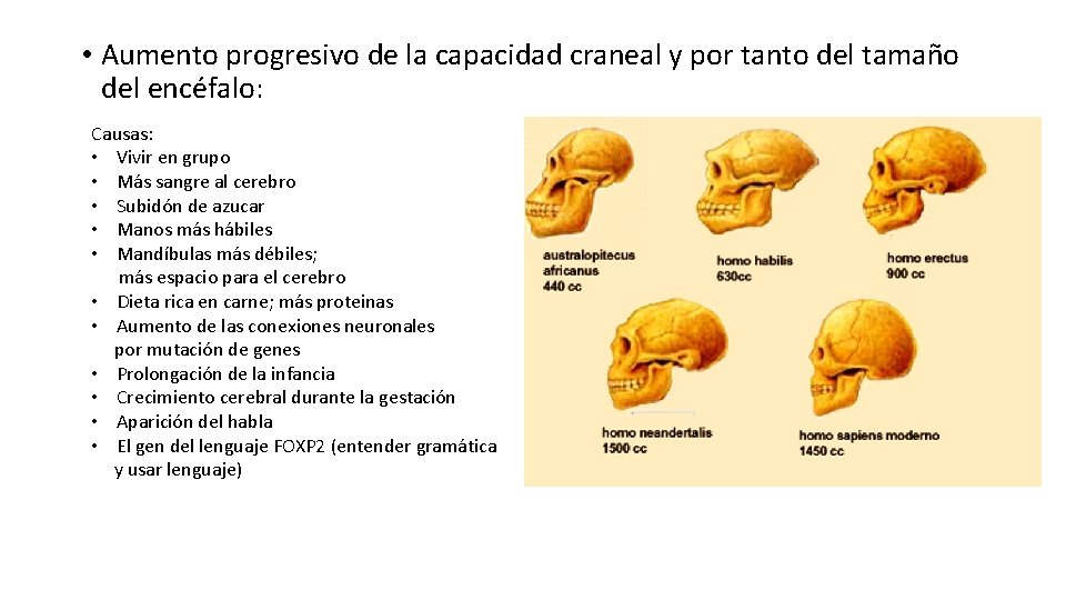  • Aumento progresivo de la capacidad craneal y por tanto del tamaño del