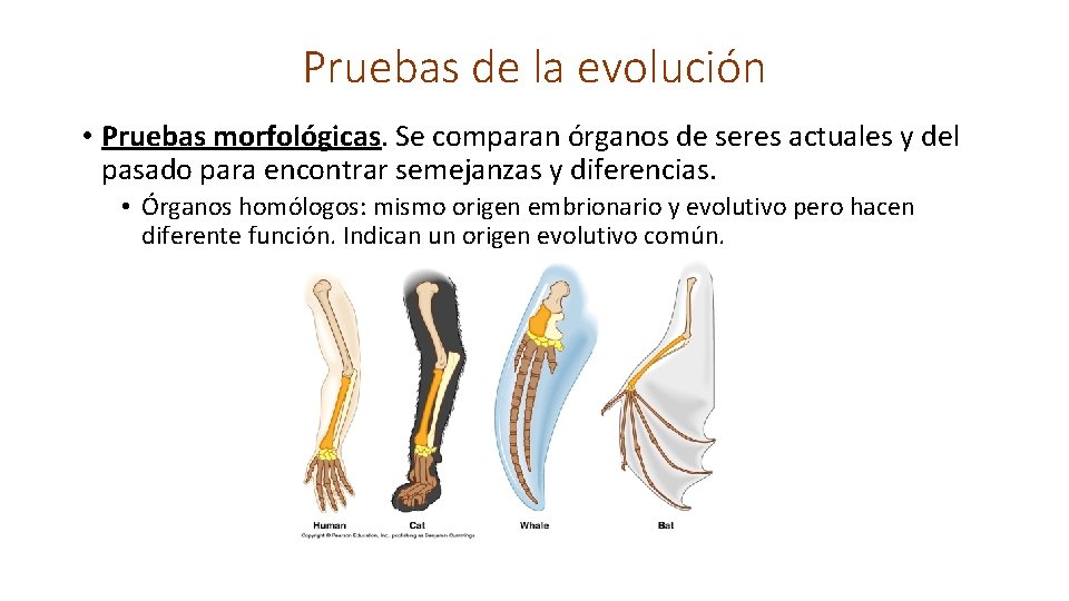 Pruebas de la evolución • Pruebas morfológicas. Se comparan órganos de seres actuales y