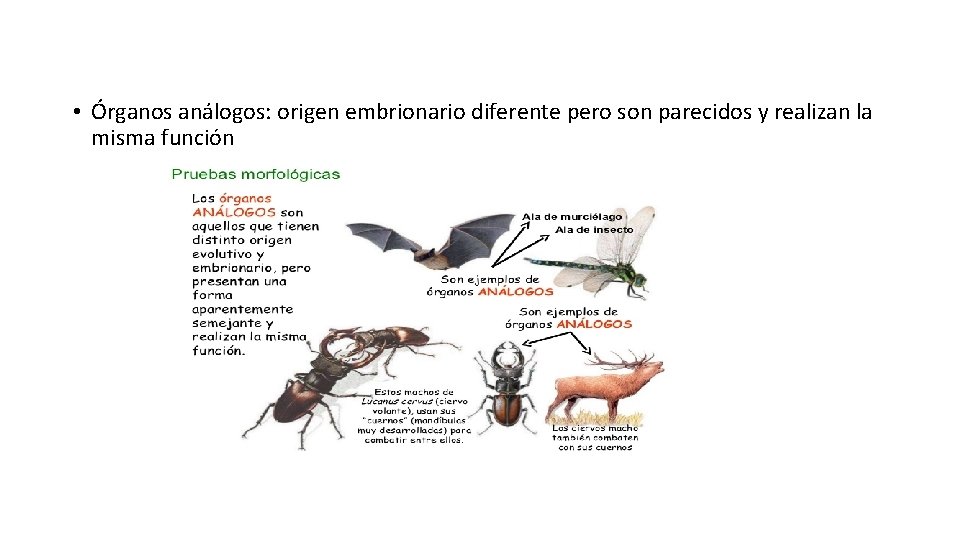  • Órganos análogos: origen embrionario diferente pero son parecidos y realizan la misma