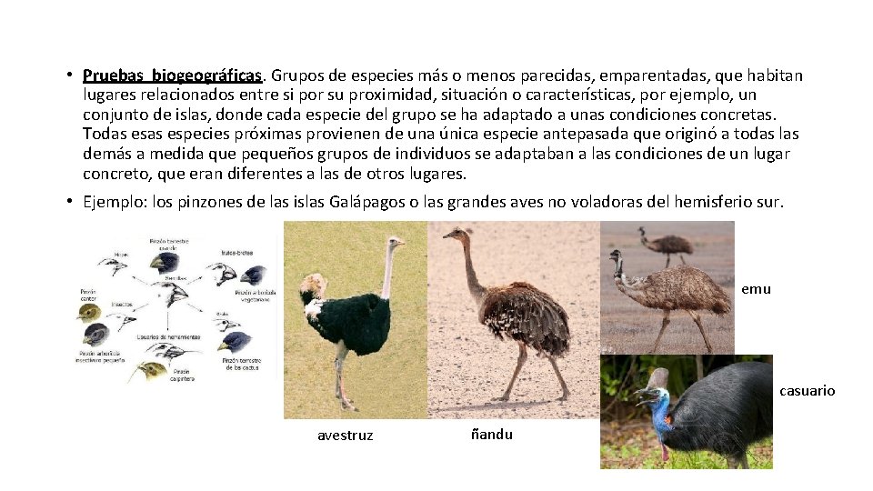  • Pruebas biogeográficas. Grupos de especies más o menos parecidas, emparentadas, que habitan