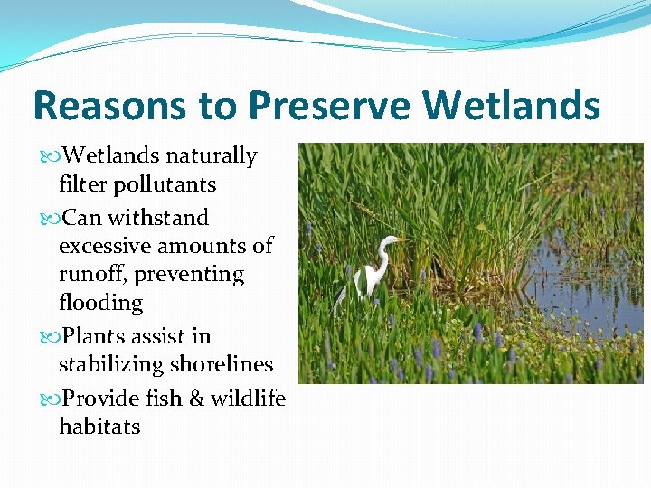 Reasons to Preserve Wetlands naturally filter pollutants Can withstand excessive amounts of runoff, preventing